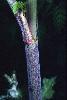 Photo #1 of Conium maculatum
