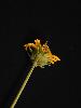 Photo #1 of Helianthus ciliaris