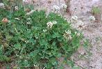 Photo #4 of Trifolium repens