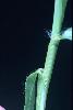 Photo #2 of Dactyloctenium aegyptium