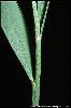 Photo #2 of Phragmites australis