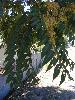 Photo #2 of Ailanthus altissima