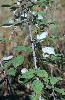 Photo #2 of Rubus armeniacus
