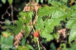 Photo #2 of Rubus leucodermis