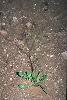 Photo #2 of Brassica tournefortii