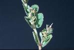 Photo #3 of Euphorbia prostrata