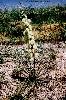 Photo #2 of Yucca glauca