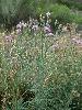 Photo #5 of Centaurea maculosa