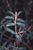 Photo #2 of Euphorbia maculata