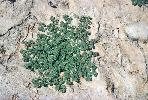 Photo #3 of Euphorbia maculata