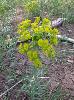 Photo #1 of Euphorbia esula