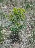 Photo #2 of Euphorbia esula