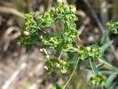 Photo #4 of Euphorbia esula