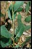 Photo #4 of Lepidium latifolium