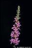 Photo #1 of Lythrum salicaria