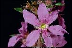 Photo #2 of Lythrum salicaria