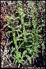 Photo #3 of Lythrum salicaria