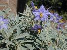 Photo #3 of Solanum elaeagnifolium