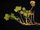Photo #1 of Trifolium repens