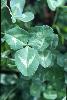 Photo #2 of Trifolium repens