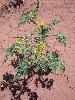 Photo #3 of Solanum rostratum