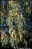 Photo #3 of Elaeagnus angustifolia