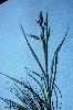 Photo #2 of Bromus catharticus