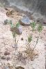 Photo #1 of Bromus madritensis ssp rubens