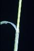 Photo #3 of Bromus madritensis ssp rubens