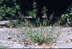 Photo #4 of Eragrostis barrelieri