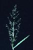 Photo #1 of Eragrostis barrelieri