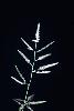 Photo #2 of Eragrostis barrelieri