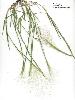 Photo #2 of Muhlenbergia asperifolia