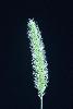 Photo #1 of Setaria viridis