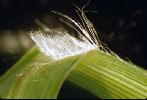 Photo #3 of Setaria viridis
