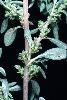 Photo #1 of Amaranthus blitoides