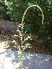Photo #3 of Amaranthus palmeri