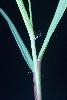 Photo #3 of Eragrostis cilianensis
