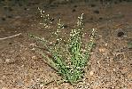 Photo #1 of Eragrostis cilianensis