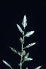 Photo #2 of Eragrostis cilianensis