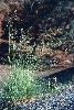 Photo #4 of Eragrostis curvula