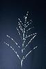 Photo #2 of Eragrostis pectinacea