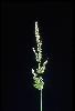 Photo #3 of Polypogon viridis