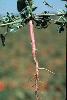 Photo #1 of Amaranthus retroflexus
