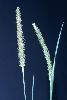 Photo #1 of Setaria gracilis