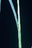 Photo #2 of Setaria gracilis