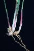 Photo #3 of Setaria gracilis