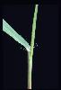Photo #3 of Eragrostis mexicana