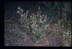Photo #2 of Eragrostis mexicana