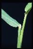 Photo #3 of Eriochloa acuminata
